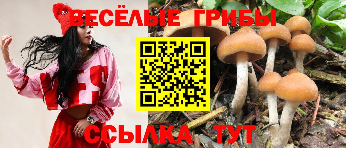 Псилоцибиновые грибы Cubensis  Вход с VPN  Краснознаменск  Галлюциногенные грибы MAGIC MUSHROOMS 